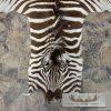African Zebra Full-Size Taxidermy Rug For Sale - Image 4
