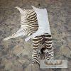 African Zebra Full-Size Taxidermy Rug For Sale - Image 3
