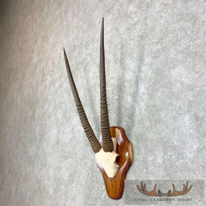 Fringe-Eared Oryx Horn Plaque Taxidermy Mount For Sale - Image 3