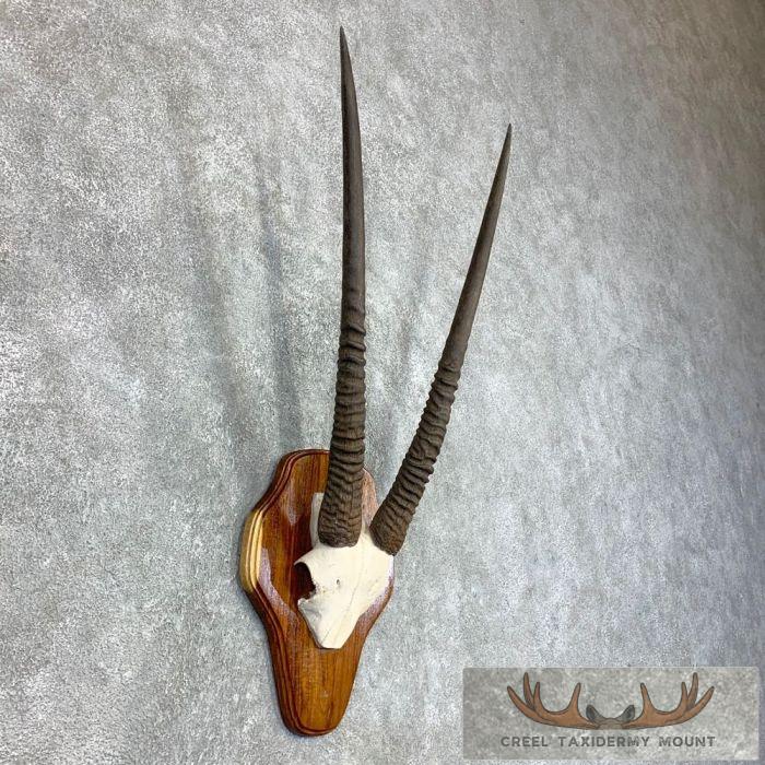 Fringe-Eared Oryx Horn Plaque Taxidermy Mount For Sale - Image 2
