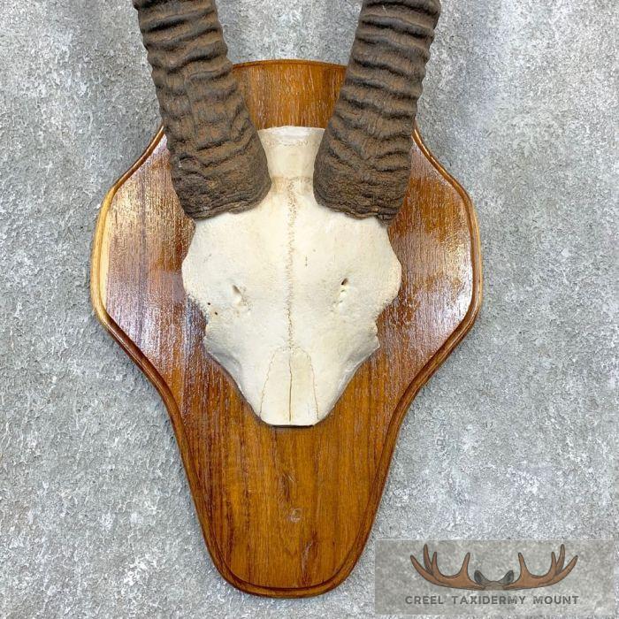 Fringe-Eared Oryx Horn Plaque Taxidermy Mount For Sale - Image 4
