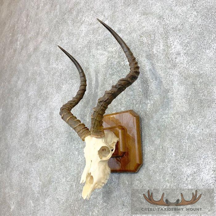 Impala Skull & Horns European Taxidermy Mount For Sale - Image 3