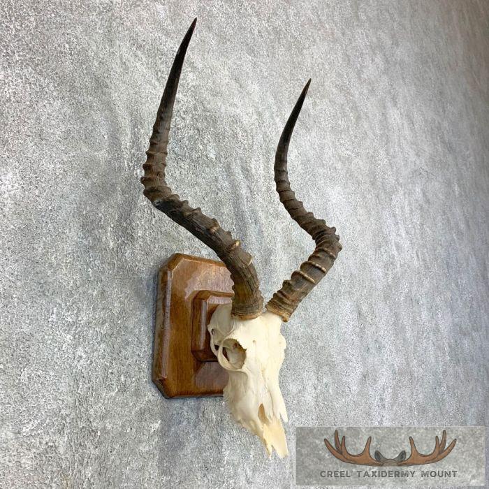 Impala Skull & Horns European Taxidermy Mount For Sale - Image 2
