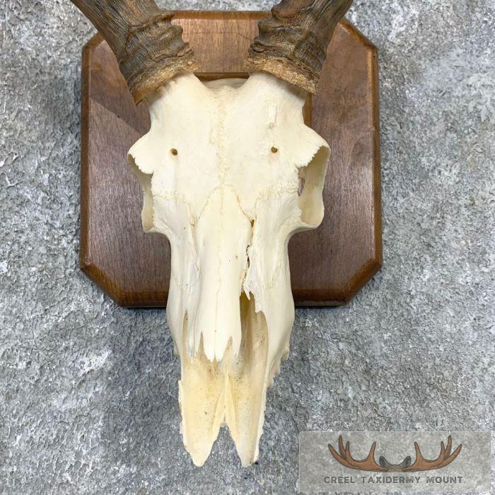 Impala Skull & Horns European Taxidermy Mount For Sale - Image 4