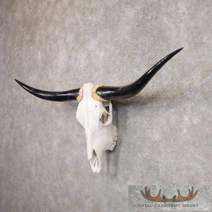 Longhorn Steer Skull European Taxidermy Mount For Sale - Image 2