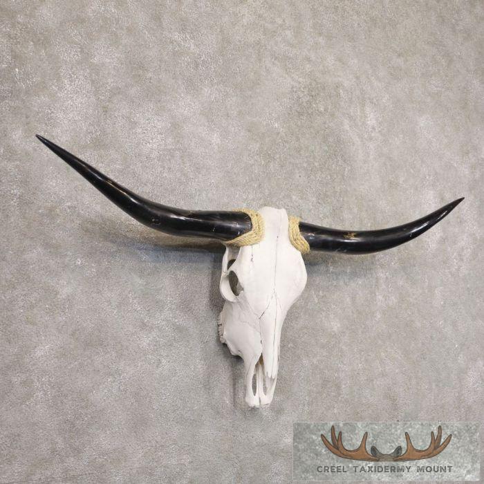 Longhorn Steer Skull European Taxidermy Mount For Sale - Image 3
