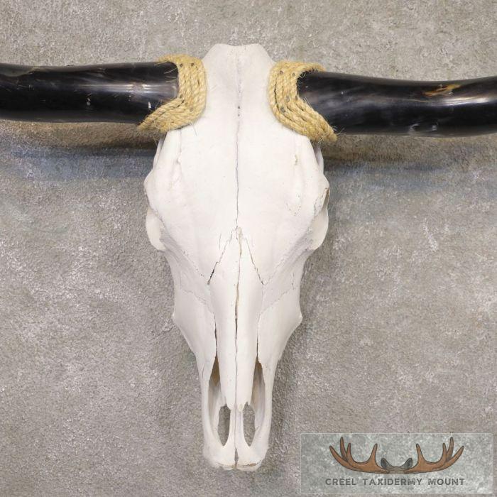 Longhorn Steer Skull European Taxidermy Mount For Sale - Image 4