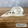 Turkey Full Skull Mount For Sale - Image 4