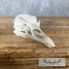Turkey Full Skull Mount For Sale - Image 3