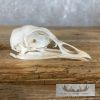 Turkey Full Skull Mount For Sale - Image 2