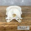 Turkey Full Skull Mount For Sale - Image 7