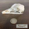 Turkey Full Skull Mount For Sale - Image 6