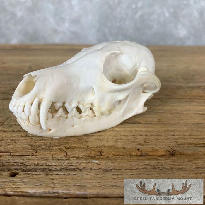 Fox Full Skull Taxidermy Mount For Sale - Image 2