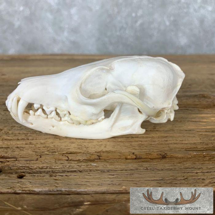 Fox Full Skull Taxidermy Mount For Sale - Image 3