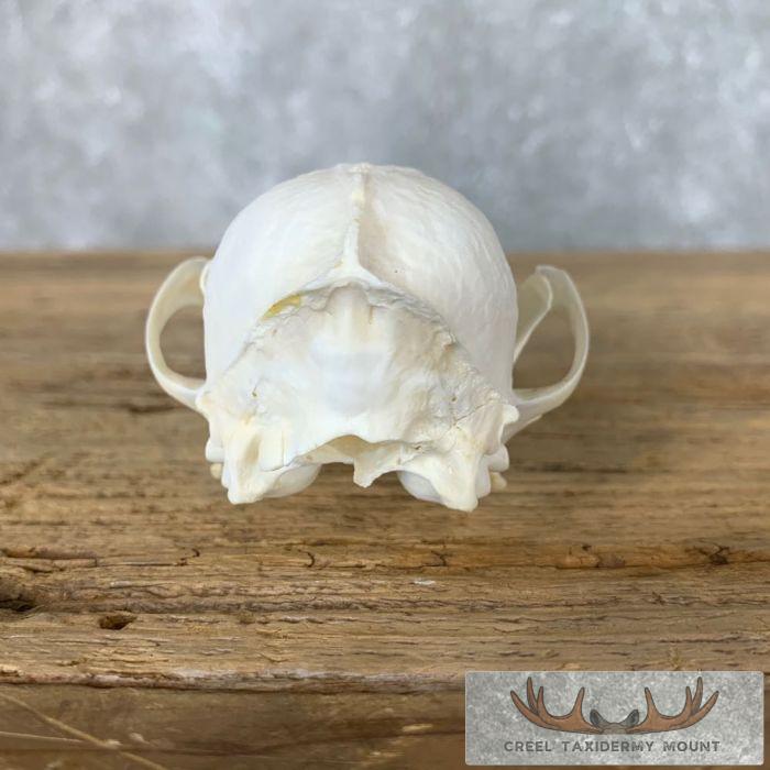 Fox Full Skull Taxidermy Mount For Sale - Image 7