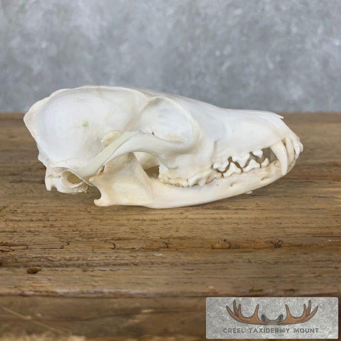Fox Full Skull Taxidermy Mount For Sale - Image 4