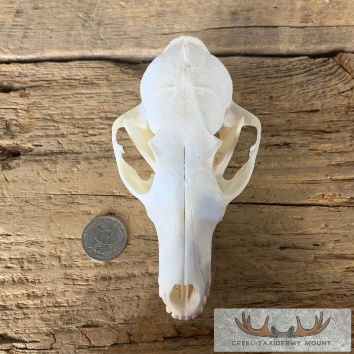Fox Full Skull Taxidermy Mount For Sale - Image 6