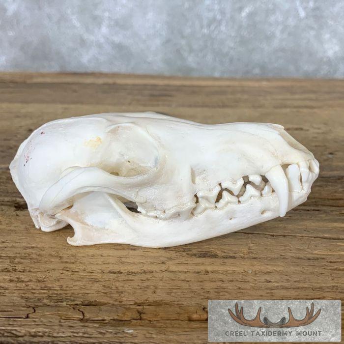 Fox Full Skull Taxidermy Mount For Sale - Image 4