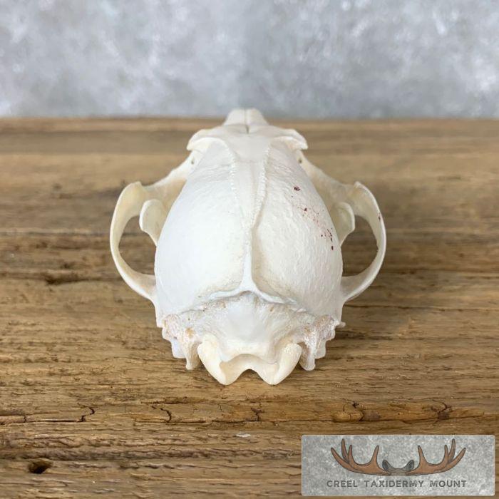 Fox Full Skull Taxidermy Mount For Sale - Image 7