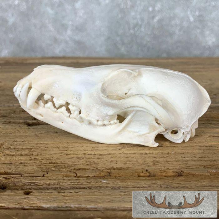 Fox Full Skull Taxidermy Mount For Sale - Image 3