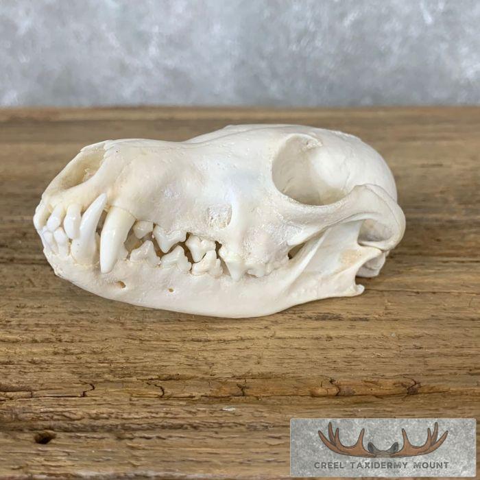 Fox Full Skull Taxidermy Mount For Sale - Image 2