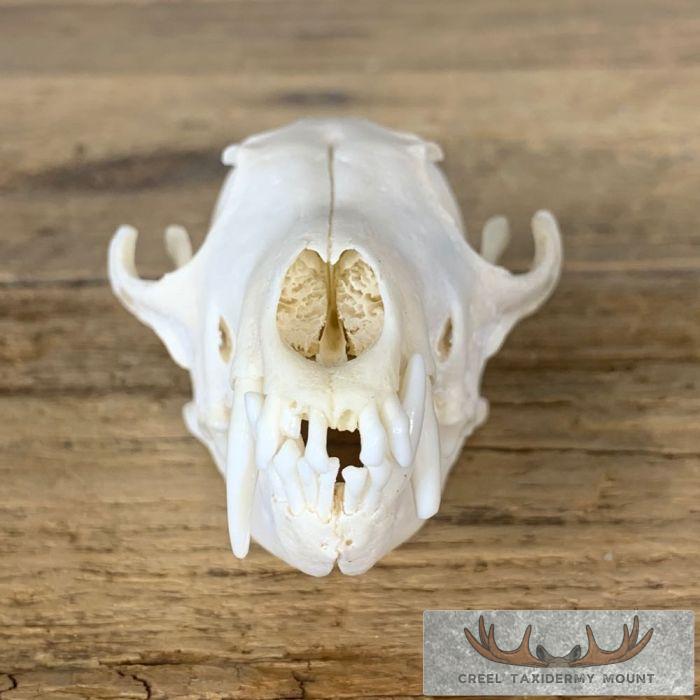 Fox Full Skull Taxidermy Mount For Sale - Image 5