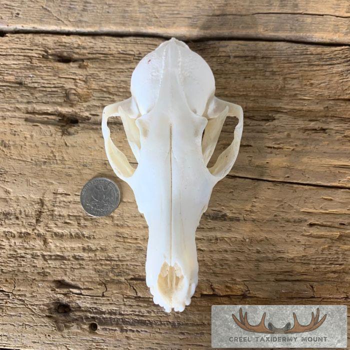Fox Full Skull Taxidermy Mount For Sale - Image 6