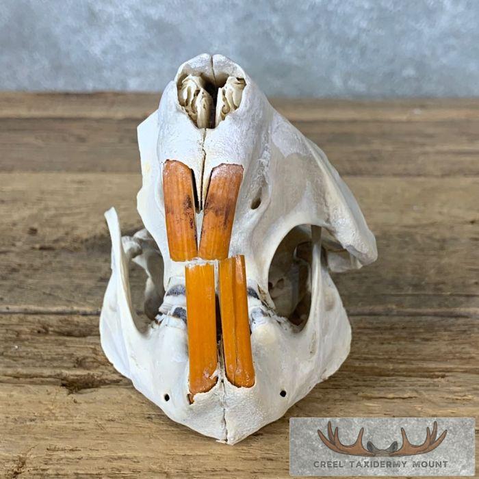 Beaver Skull Taxidermy For Sale - Image 5