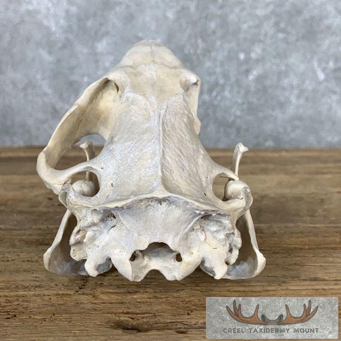 Beaver Skull Taxidermy For Sale - Image 6