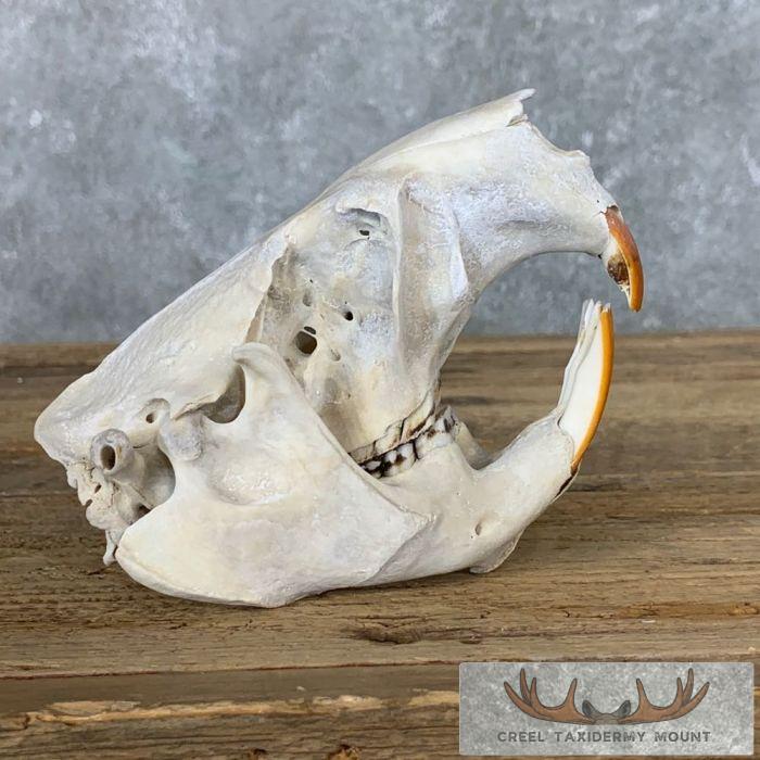 Beaver Skull Taxidermy For Sale - Image 4