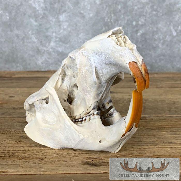 Beaver Skull Taxidermy For Sale - Image 2