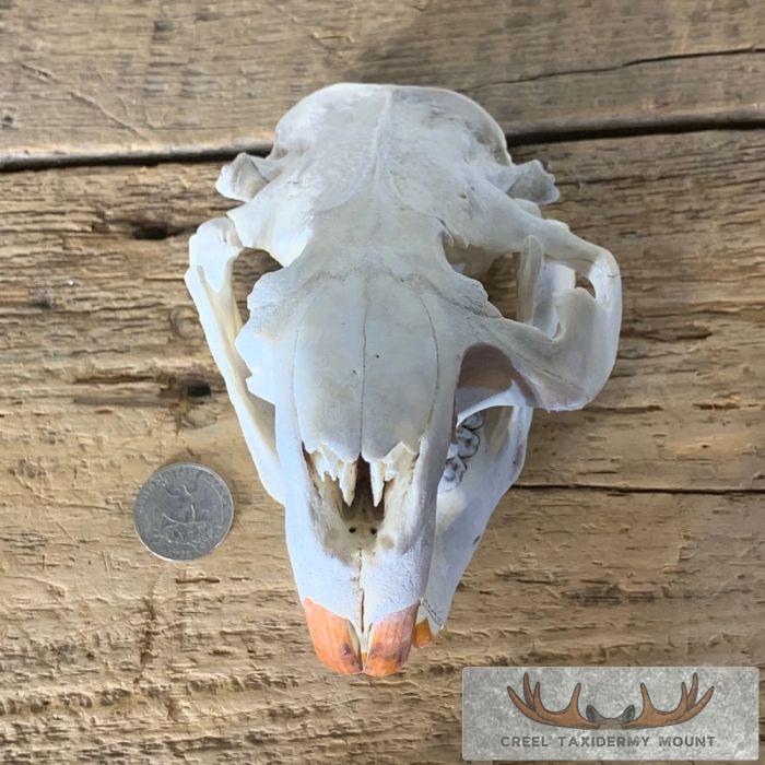 Beaver Skull Taxidermy For Sale - Image 7