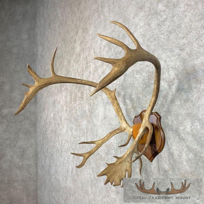 Caribou Taxidermy Plaque Mount For Sale - Image 2
