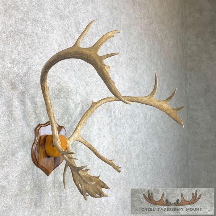 Caribou Taxidermy Plaque Mount For Sale - Image 3