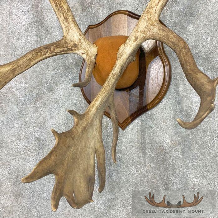 Caribou Taxidermy Plaque Mount For Sale - Image 4