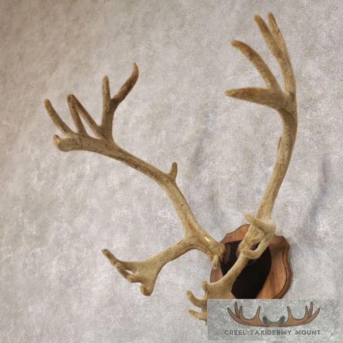 Caribou Taxidermy Plaque Mount For Sale - Image 2