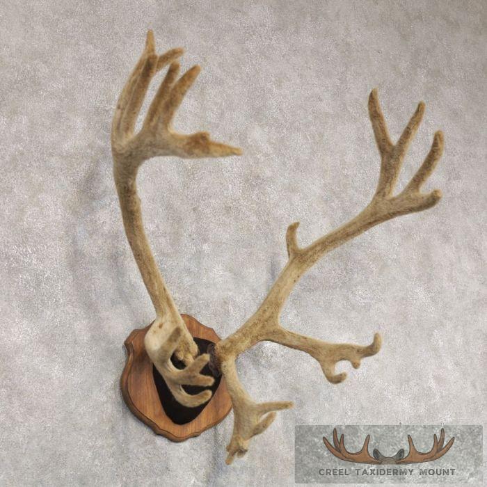 Caribou Taxidermy Plaque Mount For Sale - Image 3