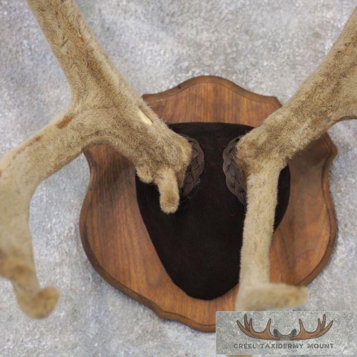 Caribou Taxidermy Plaque Mount For Sale - Image 4