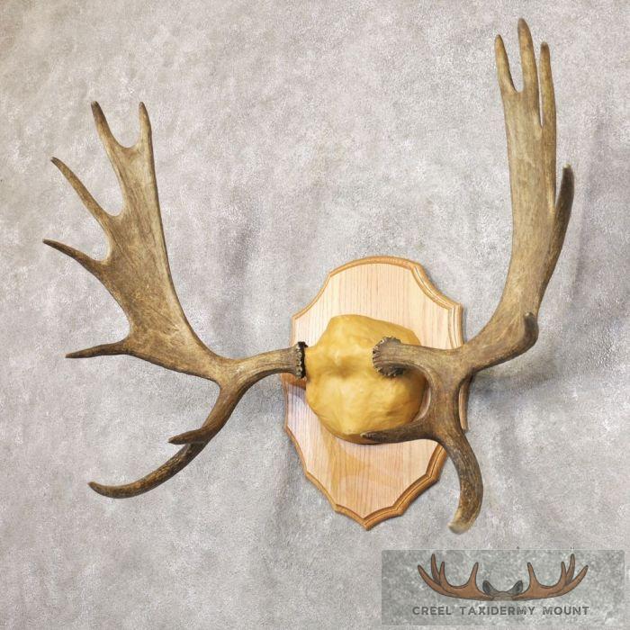 Moose Taxidermy Antler Plaque For Sale - Image 3