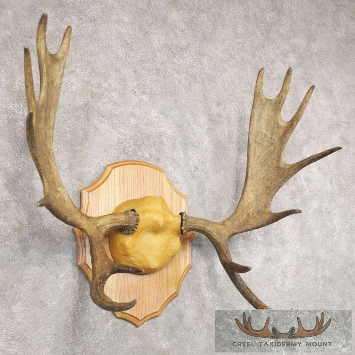 Moose Taxidermy Antler Plaque For Sale - Image 2