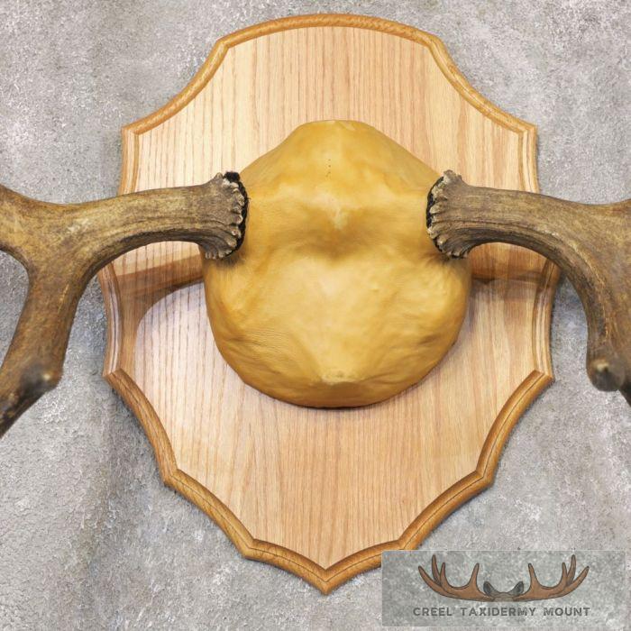 Moose Taxidermy Antler Plaque For Sale - Image 4