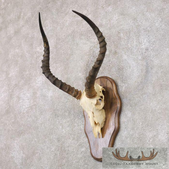 Impala Skull & Horns European Taxidermy Mount For Sale - Image 3