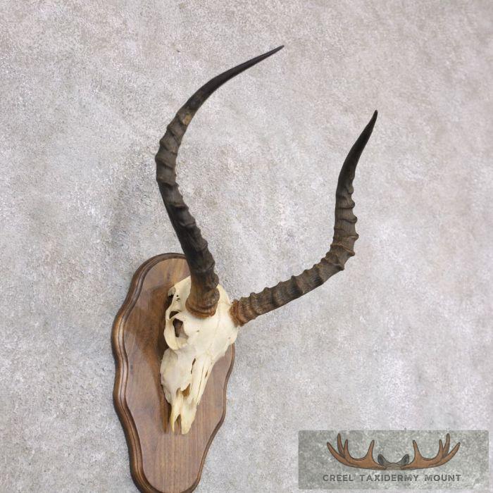 Impala Skull & Horns European Taxidermy Mount For Sale - Image 2