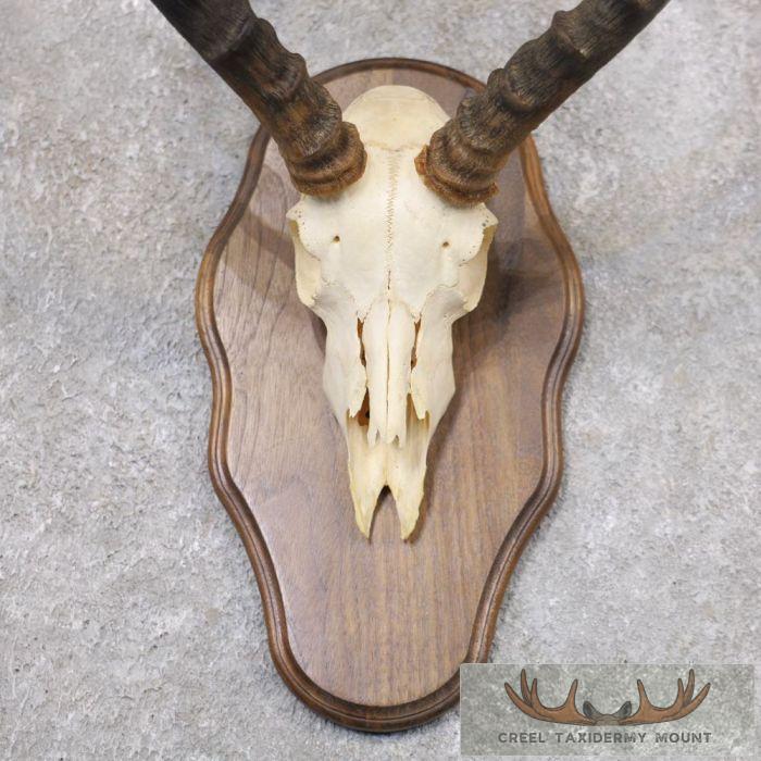 Impala Skull & Horns European Taxidermy Mount For Sale - Image 4