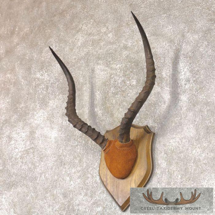 Impala Horn Plaque Taxidermy Mount For Sale - Image 3