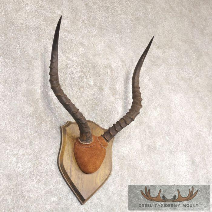 Impala Horn Plaque Taxidermy Mount For Sale - Image 2