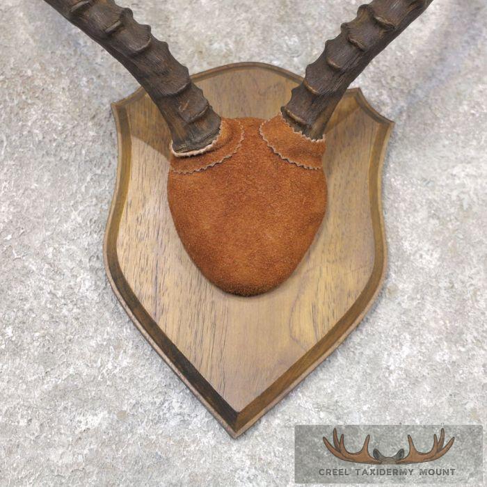 Impala Horn Plaque Taxidermy Mount For Sale - Image 4