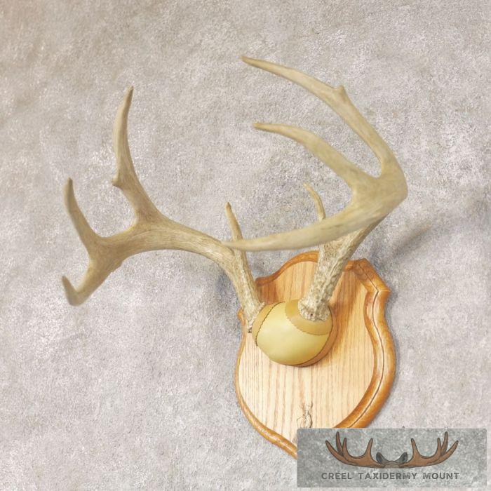 Whitetail Deer Antler Plaque Taxidermy Mount For Sale - Image 2