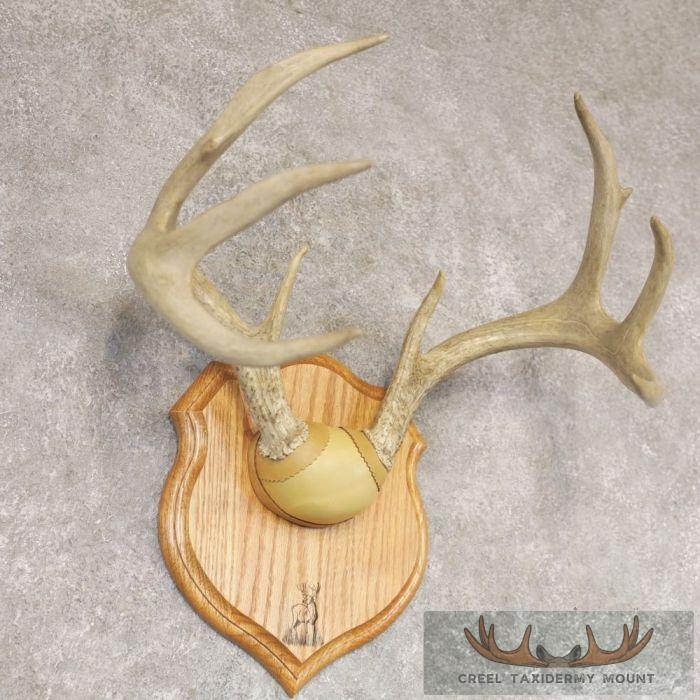 Whitetail Deer Antler Plaque Taxidermy Mount For Sale - Image 3