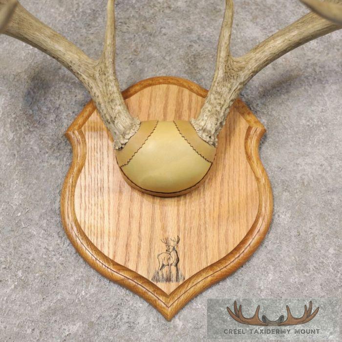 Whitetail Deer Antler Plaque Taxidermy Mount For Sale - Image 4